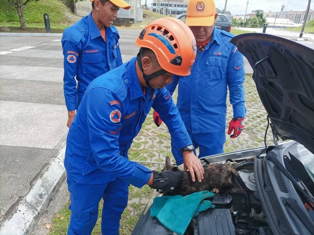 Kucing tersepit di celah enjin kereta berjaya diselamatkan | Utusan ...